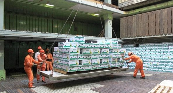 Tabasco's banana producers exports 170,000 boxes through the port of Dos Bocas