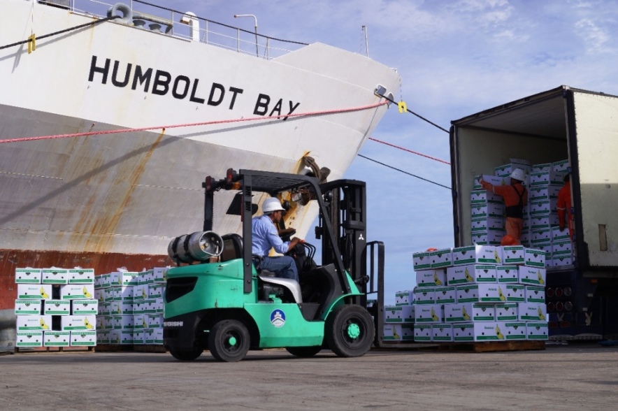 Tabasco's banana producers exports 170,000 boxes through the port of Dos Bocas