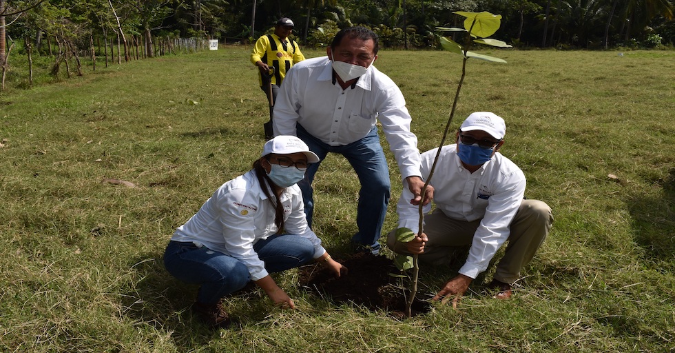 Reforestación con ejemplares de uva de playa.