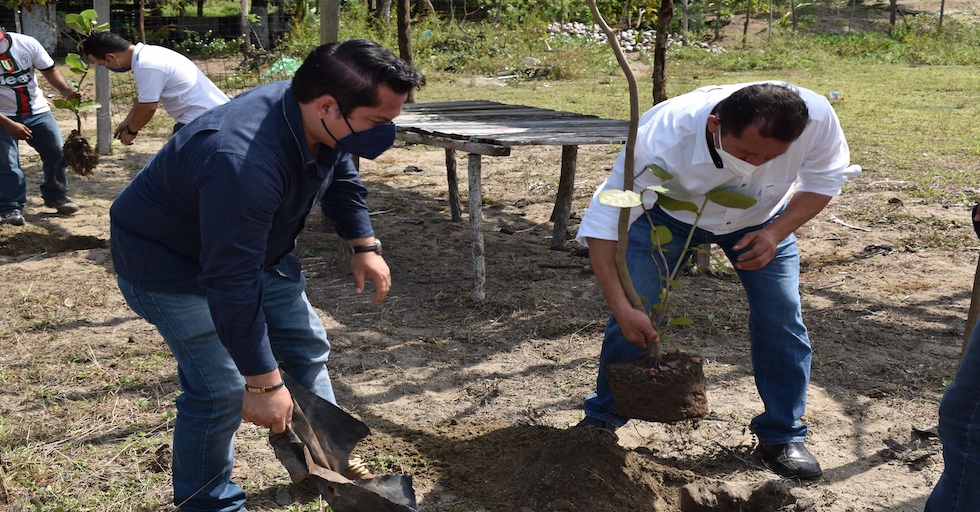 Reforestación con ejemplares de uva de playa.